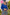 Blakely Crop Knit In Cobalt